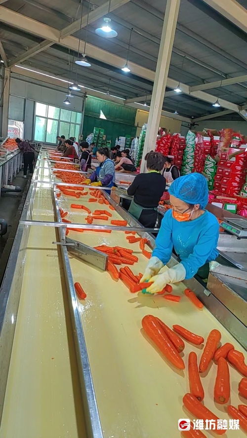 從壽光出發(fā) 一根跨越緯度的胡蘿卜與玻璃拋光粉的遷徙之旅